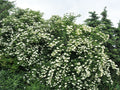 Strauch Holunder "Howunder" Jungpflanze