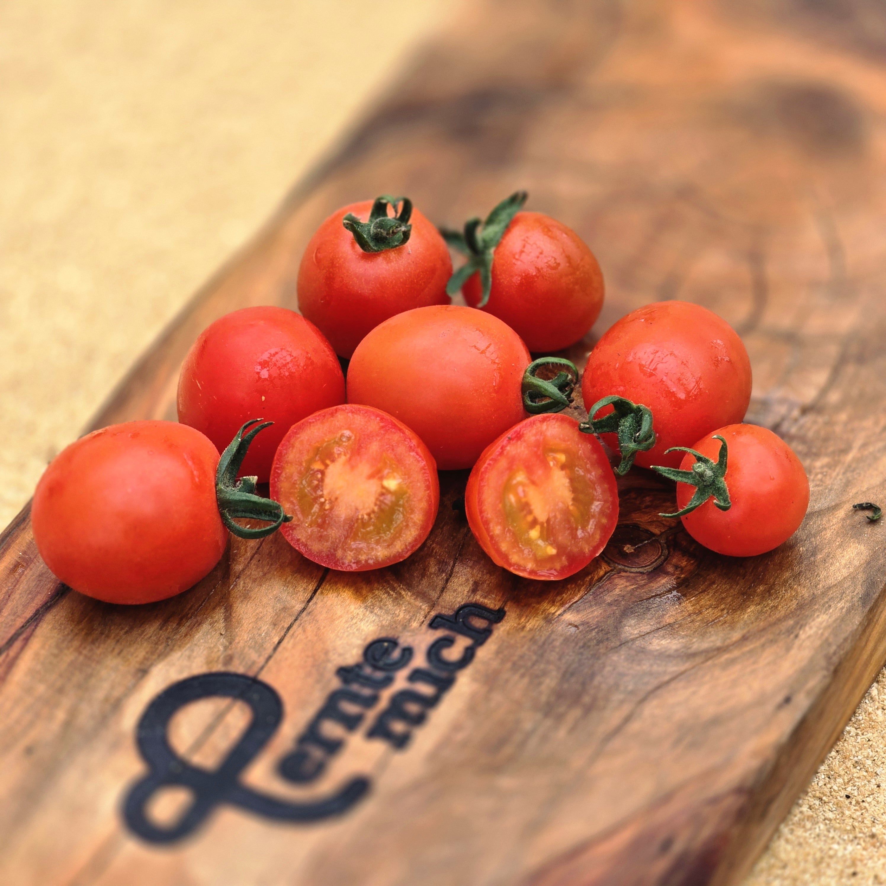 Tomate Trixi Jungpflanze